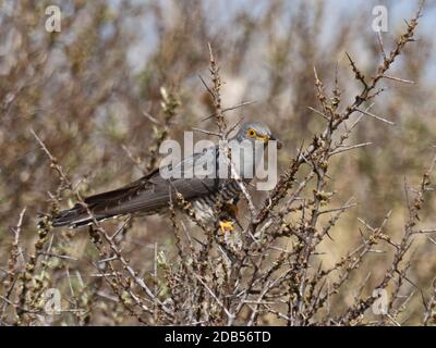 Cuckoo, Cuculus canorus adulte mâle se nourrissant sur des chenilles de Moth-Tail brun dans la mer Buckthorn, Holme, Norfolk, mai Banque D'Images