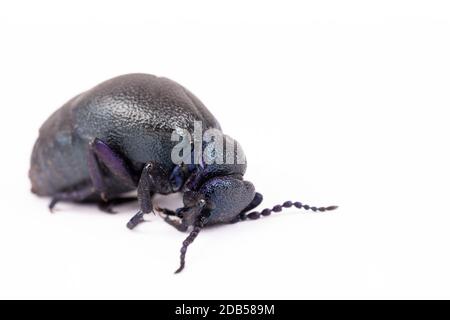 L'alimentation en scarabée de l'huile de violette, très toxique, est isolée au printemps, macro de Meloe violaceus. Europe République tchèque faune Banque D'Images