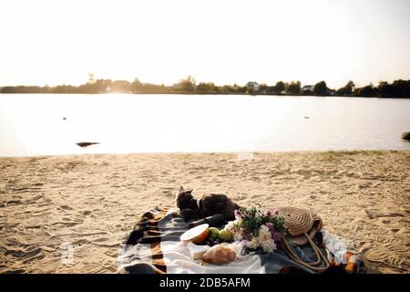 Cette photo montre un chat écossais gris droit de six mois avec une laisse sur la plage sur un jour ensoleillé Banque D'Images