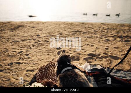 Cette photo montre un chat écossais gris droit de six mois avec une laisse sur la plage sur un jour ensoleillé Banque D'Images