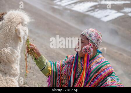 VINICUNCA, PÉROU- OCTOBRE 29: Guide de montagne en vêtements traditionnels nourrit son alpaga sur des terrains de haute altitude à Vinicunca, Pérou, le 29 octobre 2018 Banque D'Images