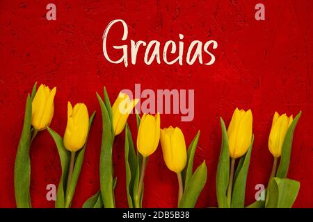 Fond en bois rouge avec texte espagnol Gracias signifie Merci. Fleurs de tulipes jaunes en saison de printemps Banque D'Images