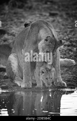 simple lioness nibbling cub au trou d'eau Banque D'Images