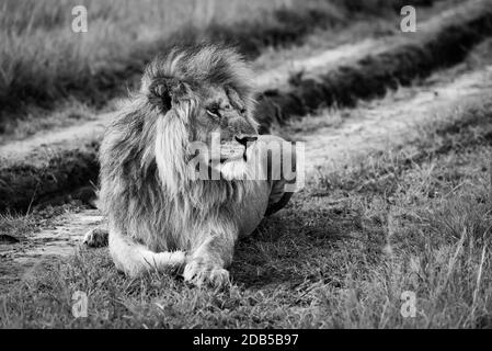 Le lion mâle noir et blanc se trouve sur la piste de terre Banque D'Images