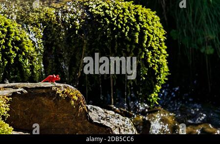 jouet de dinosaure rouge sur la pierre au milieu de la végétation de montagne des ruisseaux. Un concept humoristique sur le retour des dinosaures à la période de réchauffement de la planète Banque D'Images
