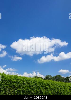 Haies contre le ciel. Géen herbe, haie et ciel incroyable. Espace-copie. Banque D'Images