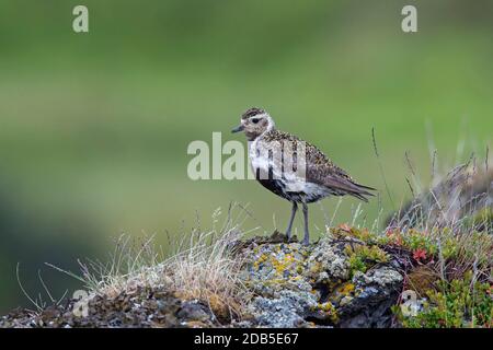 Pluvier doré européen (Pluvialis abricaria / Charadrius abririus) femelle dans le plumage de reproduction sur la toundra en été Banque D'Images