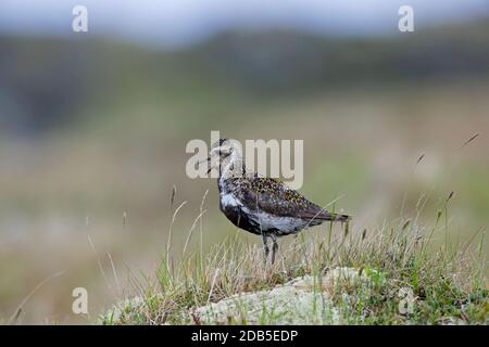 Pluvier doré européen (Pluvialis abricaria / Charadrius abririus) femelle dans le plumage de reproduction appelant sur la toundra en été Banque D'Images