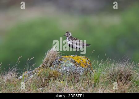 Pluvier doré européen (Pluvialis abricaria / Charadrius abririus) femelle dans le plumage reproductrice perchée sur la roche de la toundra en été Banque D'Images