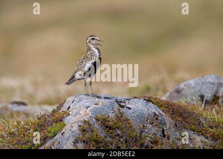 Pluvier doré européen (Pluvialis abricaria / Charadrius abririus) femelle dans le plumage de reproduction appelant sur la toundra en été Banque D'Images