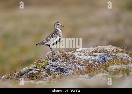 Pluvier doré européen (Pluvialis abricaria / Charadrius abririus) femelle dans le plumage de reproduction sur la toundra en été Banque D'Images