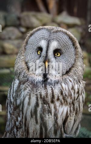 Grand hibou gris regardant dans l'appareil photo avec de beaux yeux lumineux. Banque D'Images
