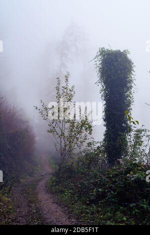 Chemin étroit à travers la forêt brumeuse en automne. Concepts météorologiques, saisons, environnementaux et forestiers Banque D'Images