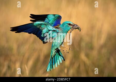 Rouleau européen coloré, coracias garrulus, planant en vol au printemps. Faune dynamique débarquant par jour ensoleillé depuis le profil. Oiseau sauvage tenant une prise Banque D'Images