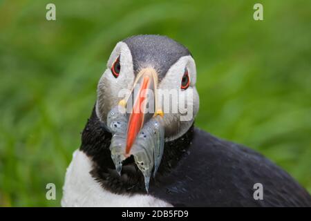 Macareux de l'Atlantique (Fratercula arctica) avec bec plein de poissons apportant des anguilles de sable / sandels à enterrer sur le sommet de la falaise de mer dans la colonie d'oiseaux de mer dans été Banque D'Images