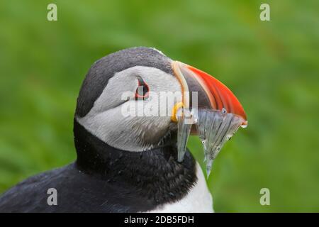 Macareux de l'Atlantique (Fratercula arctica) avec bec plein de poissons apportant des anguilles de sable / sandels à enterrer sur le sommet de la falaise de mer dans la colonie d'oiseaux de mer dans été Banque D'Images