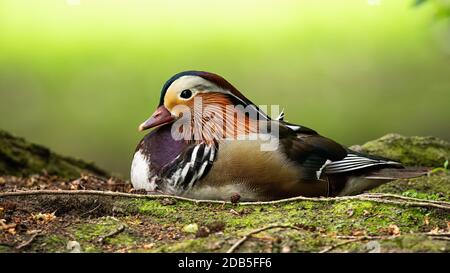 Élégant canard mandarin, aix galericulata, assis sur le sol en été, sous un angle bas. Oiseau sauvage coloré reposant au bord de l'étang avec une purée Banque D'Images