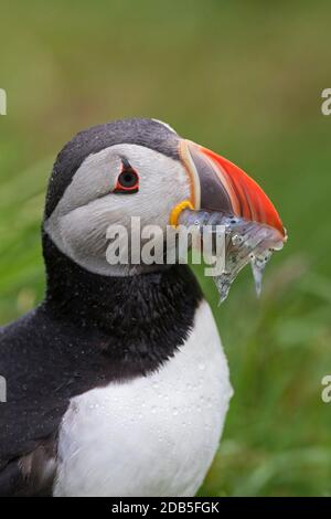 Macareux de l'Atlantique (Fratercula arctica) avec bec plein de poissons apportant des anguilles de sable / sandels à enterrer sur le sommet de la falaise de mer dans la colonie d'oiseaux de mer dans été Banque D'Images