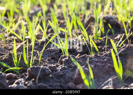 Véritable champ de seigle vert biologique avec des lames d'herbe avec , champ agricole avec haut rendement, Europe de l'est, le seigle est en croissance et pas encore mûr Banque D'Images