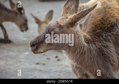 Vue latérale rapprochée d'un kangourou. Il semble triste. Banque D'Images