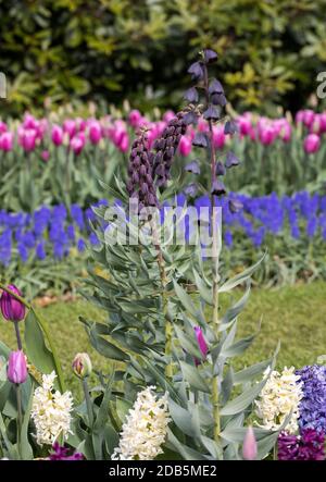 Fritillaria persica et fleurs dans un jardin en fleurs Banque D'Images