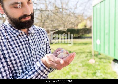 Homme tenant un pigeon poussin dans le loft pigeon Banque D'Images