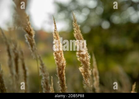 fleurs séchées herbe séchée et épillets de couleur beige sur un fond flou. Banque D'Images