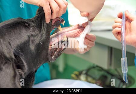 insertion du tuyau de l'appareil respiratoire dans la bouche du chien, préparation pour la chirurgie à la clinique vétérinaire. Banque D'Images