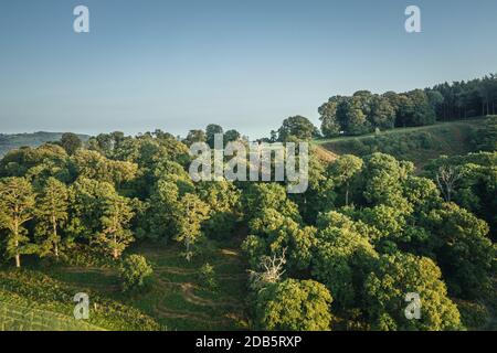 Vue aérienne sur la forêt de collines à la fin de l'été au pays de Galles, au Royaume-Uni Banque D'Images