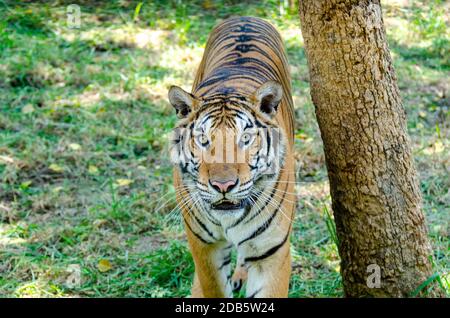 Tigre asiatique debout à côté d'un arbre, en regardant vers le haut Banque D'Images