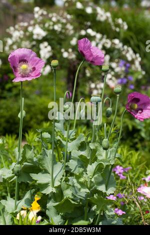 Un pavot violet sur un fond vert. Banque D'Images