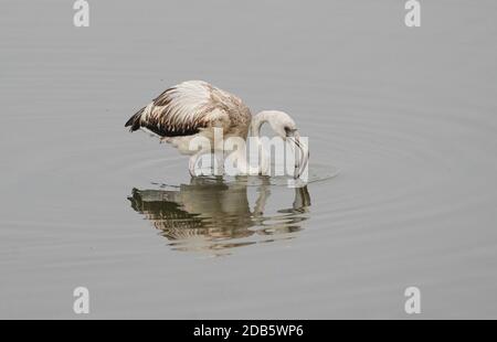 Jeune Grand Flamingo (Phoenicopterus roseus) à la Réserve de Guadalhorce, Malaga, Espagne. Banque D'Images