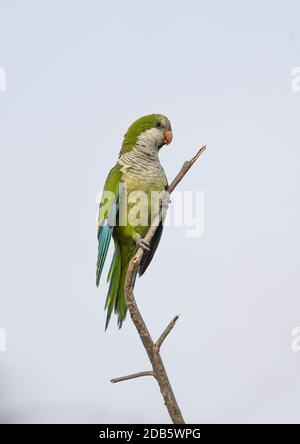 Monk Parakeet (Myiopsitta monachus) perché sur la branche, Espagne. Banque D'Images