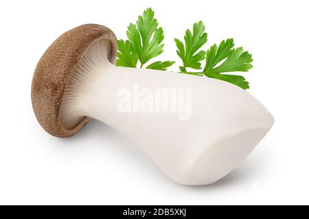 Le champignon King Oyster ou Eringi est isolé sur fond blanc avec un chemin d'écrêtage et une pleine profondeur de champ. Banque D'Images
