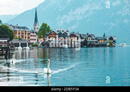 De cygnes dans le lac de hallstatt ville le contexte Banque D'Images