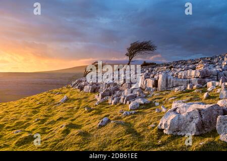 Arbre balayé par le vent sur le bord de Twistleton cicatrice calcaire pavé dans les Yorkshire Dales avec nuages moody et lumière dramatique de soirée. Banque D'Images