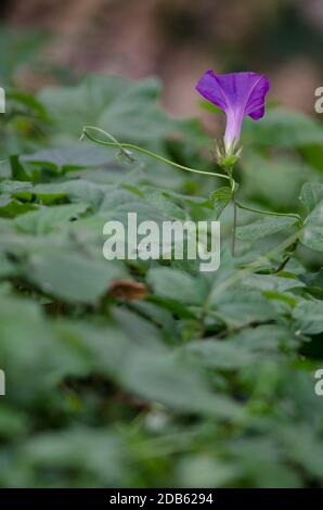 Violet Ipomoea purpurea. Colline de Santa Lucia. Santiago du Chili. Chili. Banque D'Images