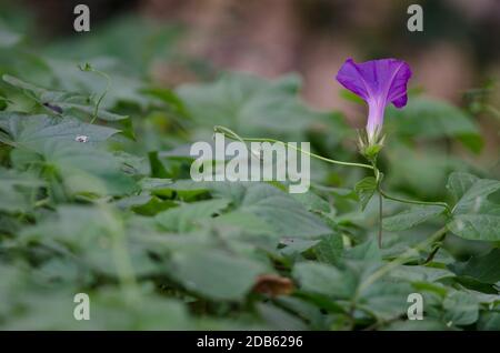 Violet Ipomoea purpurea. Colline de Santa Lucia. Santiago du Chili. Chili. Banque D'Images