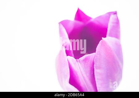 Cliché sélectif d'une tulipe violette sur un arrière-plan blanc Banque D'Images