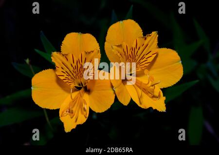 Fleurs du lys péruvien Alstroemeria aurea. Parc national de Conguillio. Région d'Araucania. Chili. Fleurs du lys péruvien Alstroemeria aurea. Parc national de Conguillio. Région d'Araucania. Chili.