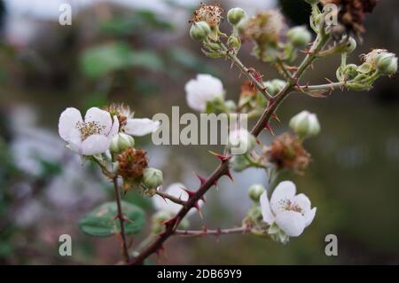 Gros plan de fleurs fleurissant sur le blackberry Bush avec un fond naturel flou Banque D'Images