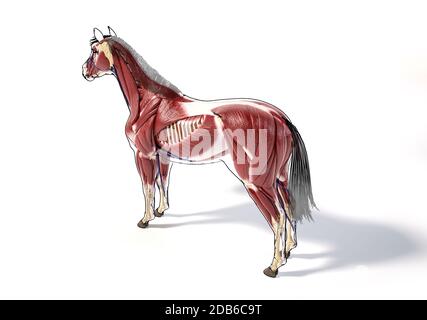 Anatomie du cheval. Système musculaire avec contour noir. Arrière - vue des oiseaux de l'œil latéral cousue sur fond blanc. Chemin d'écrêtage inclus. Banque D'Images