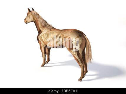 Anatomie du cheval. Système squelettique avec effet fantôme. Vue de perspective des yeux d'oiseaux sur fond blanc. Chemin d'écrêtage inclus. Banque D'Images