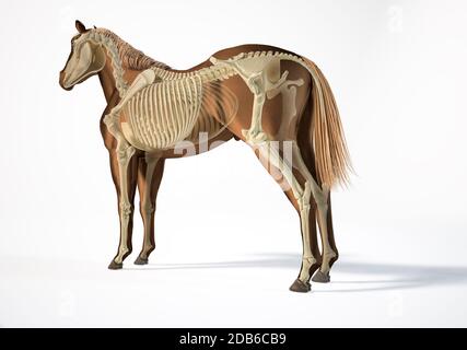 Anatomie du cheval. Système squelettique avec effet fantôme. Arrière - vue latérale sur fond blanc. Chemin d'écrêtage inclus. Banque D'Images