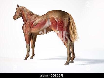 Anatomie du cheval. Systèmes musculaires et squelettiques avec effet fantôme. Arrière - vue latérale sur fond blanc. Chemin d'écrêtage inclus. Banque D'Images