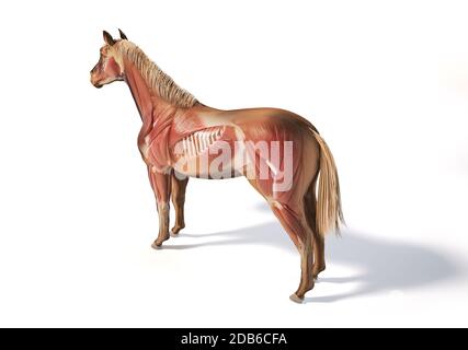 Anatomie du cheval. Système musculaire avec effet fantôme. Arrière - vue des oiseaux de l'œil latéral cousue sur fond blanc. Chemin d'écrêtage inclus. Banque D'Images