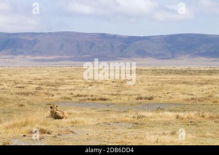 Lion sur l'aire de conservation de Ngorongoro Crater, en Tanzanie. La faune africaine Banque D'Images