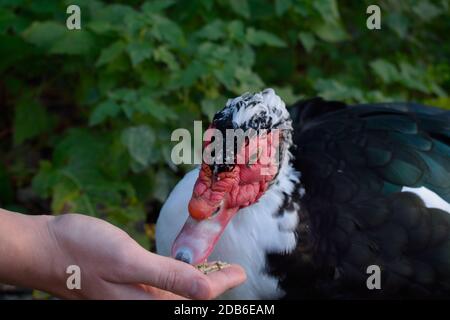 Mouscovy Duck Eating Pellets de la main d'un homme Banque D'Images