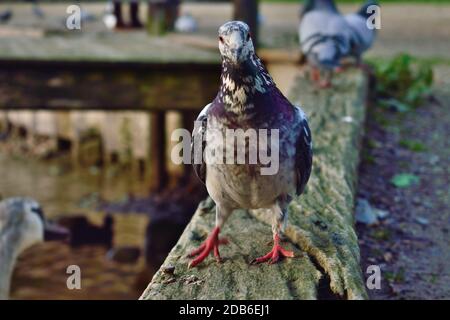 Pigeon par Swanbourne Lake à Arundel, West Sussex Banque D'Images