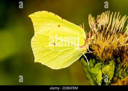 Brimstone papillon sur une fleur d'un chardon de chou Banque D'Images